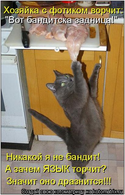 Лучшие котоматрицы недели