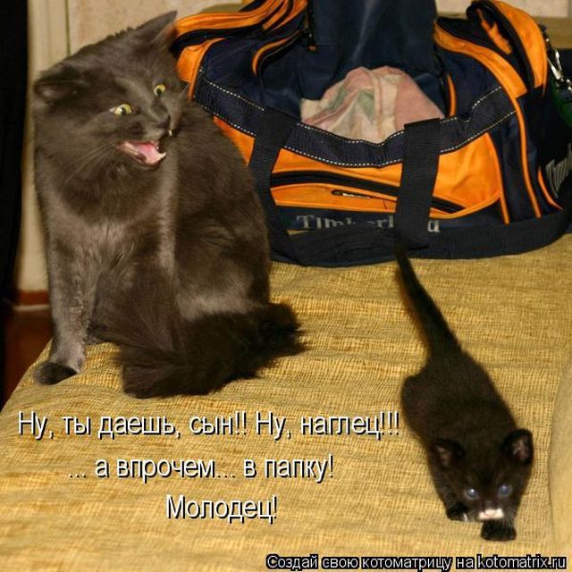 Лучшие котоматрицы недели