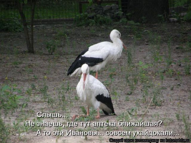 Лучшие котоматрицы недели