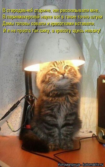 Лучшие котоматрицы недели