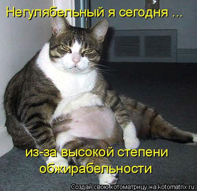 Лучшие котоматрицы недели