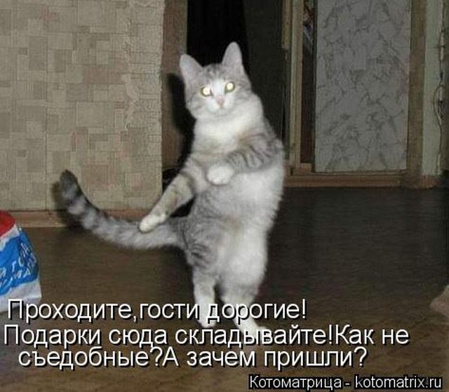Лучшие котоматрицы недели
