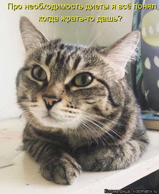 Лучшие котоматрицы недели