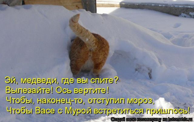 Лучшие котоматрицы недели