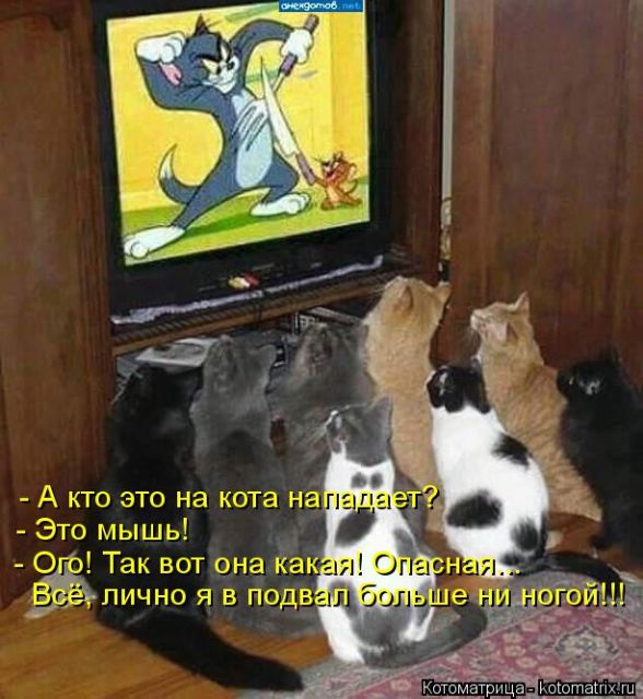 Лучшие котоматрицы недели