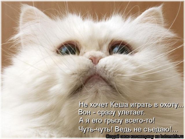 Лучшие котоматрицы недели