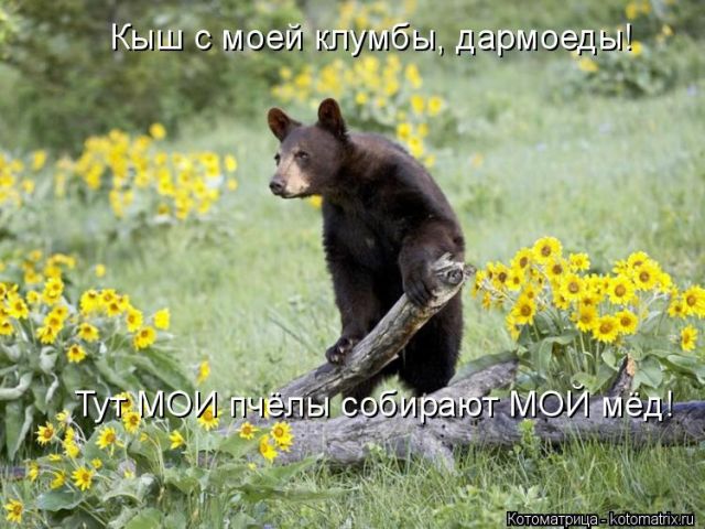 Лучшие котоматрицы недели
