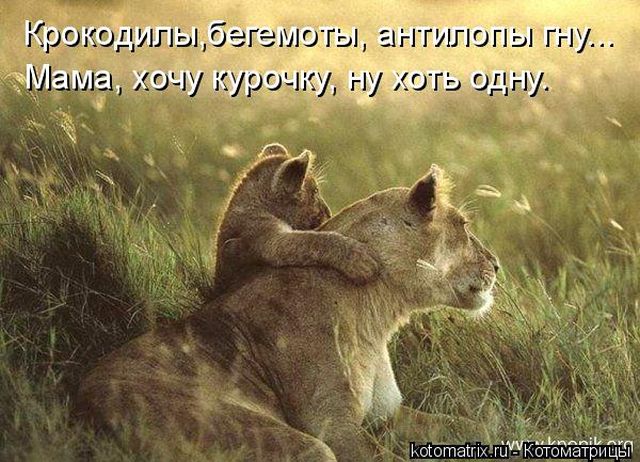 Лучшие котоматрицы недели