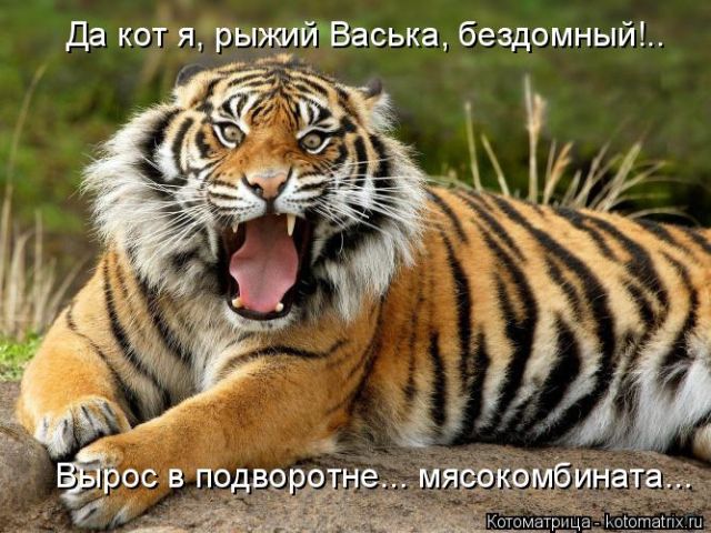 Лучшие котоматрицы недели