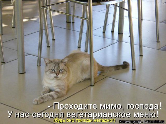 Лучшие котоматрицы недели