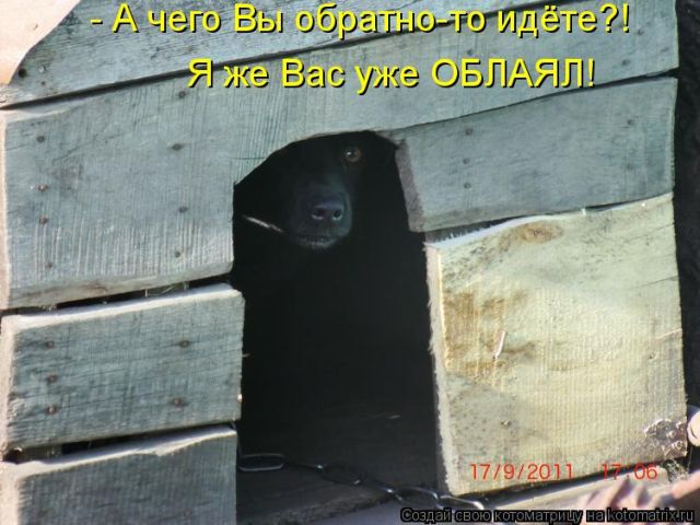 Лучшие котоматрицы недели