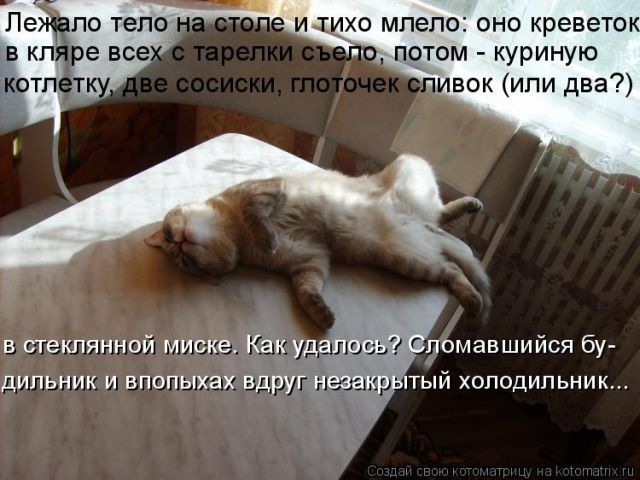 Лучшие котоматрицы недели