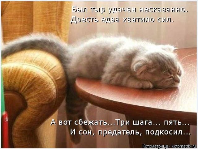 Лучшие котоматрицы недели