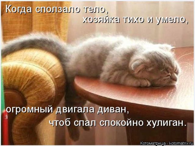 Лучшие котоматрицы недели