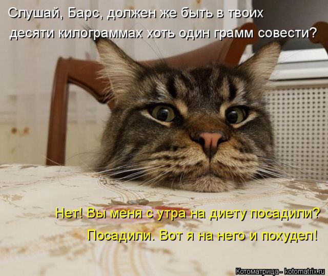 Лучшие котоматрицы недели