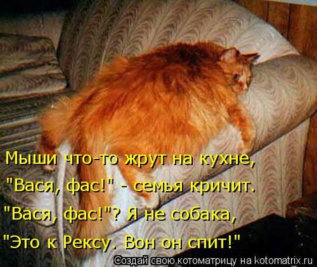 Лучшие котоматрицы недели