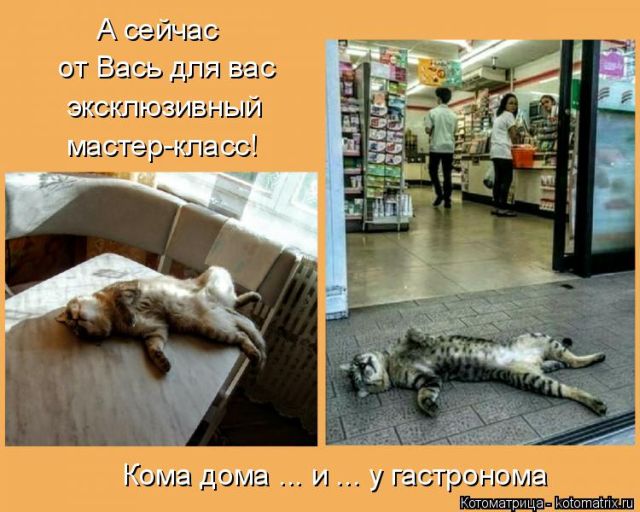 Лучшие котоматрицы недели