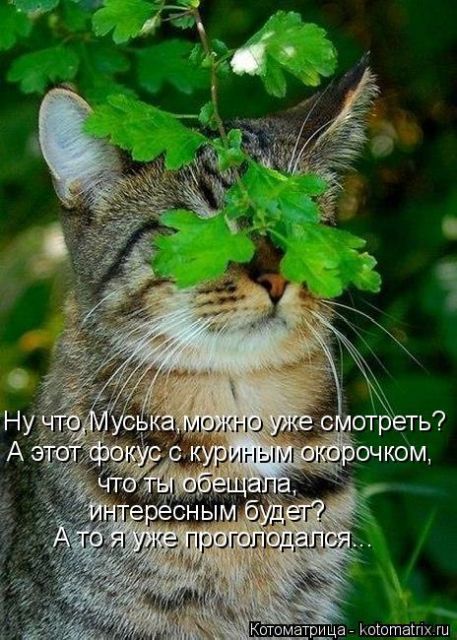 Лучшие котоматрицы недели