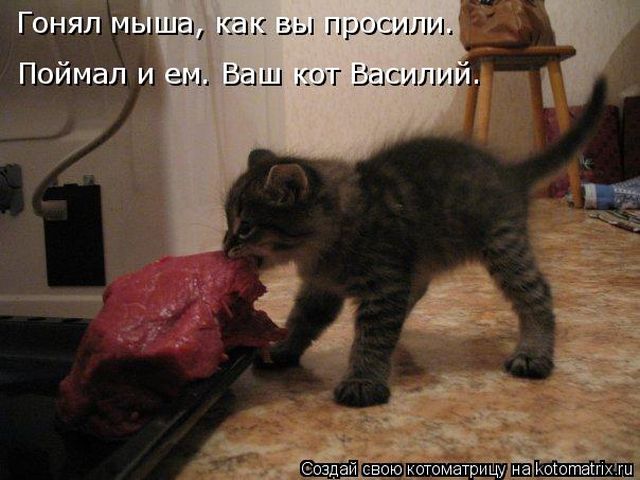 Лучшие котоматрицы недели