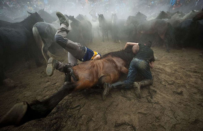 Как проходит фестиваль Rapa das Bestas (16 фото) Как проходит фестиваль Rapa das Bestas (16 фото)