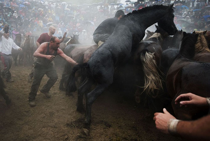 Как проходит фестиваль Rapa das Bestas (16 фото) Как проходит фестиваль Rapa das Bestas (16 фото)