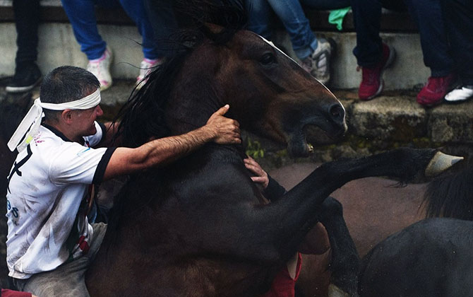 Как проходит фестиваль Rapa das Bestas (16 фото) Как проходит фестиваль Rapa das Bestas (16 фото)
