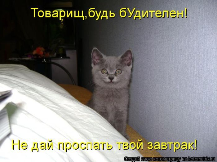 Лучшие котоматрицы недели Лучшие котоматрицы недели