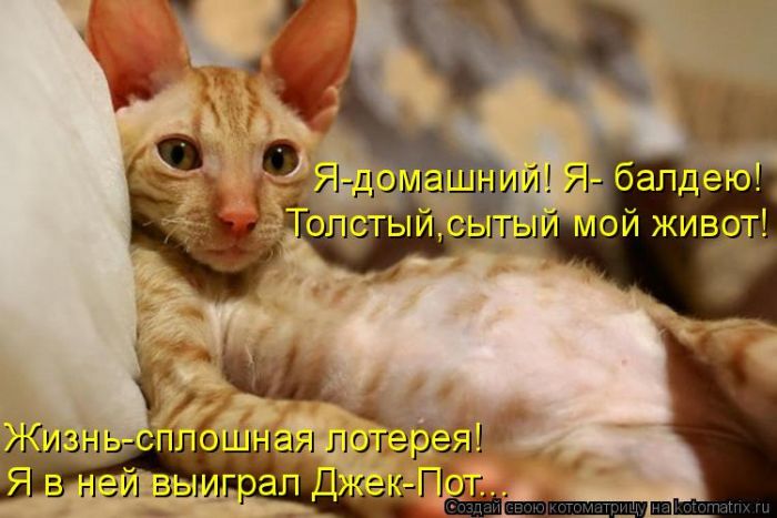 Лучшие котоматрицы недели