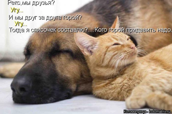 Лучшие котоматрицы недели