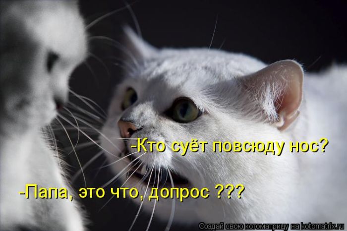 Лучшие котоматрицы недели
