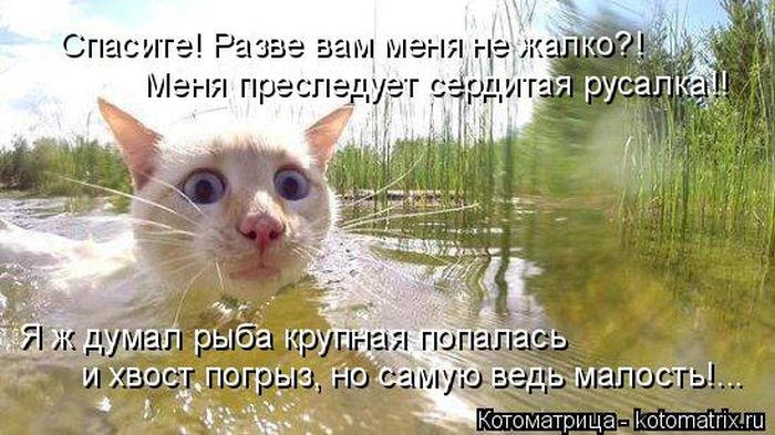 Лучшие котоматрицы недели