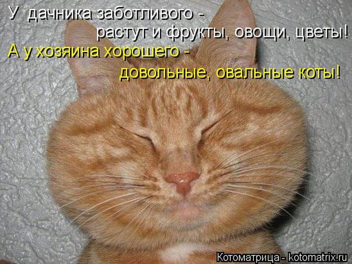 Лучшие котоматрицы недели