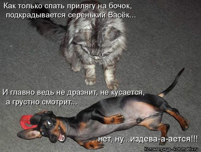 Лучшие котоматрицы недели