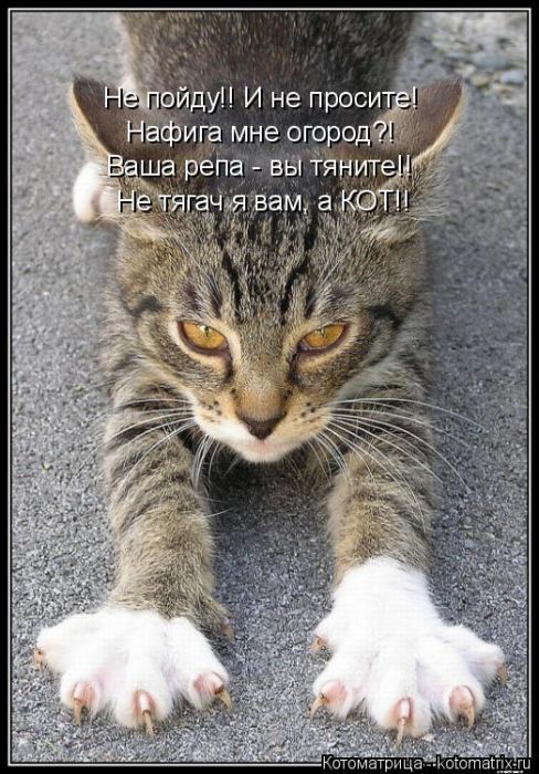 Лучшие котоматрицы недели