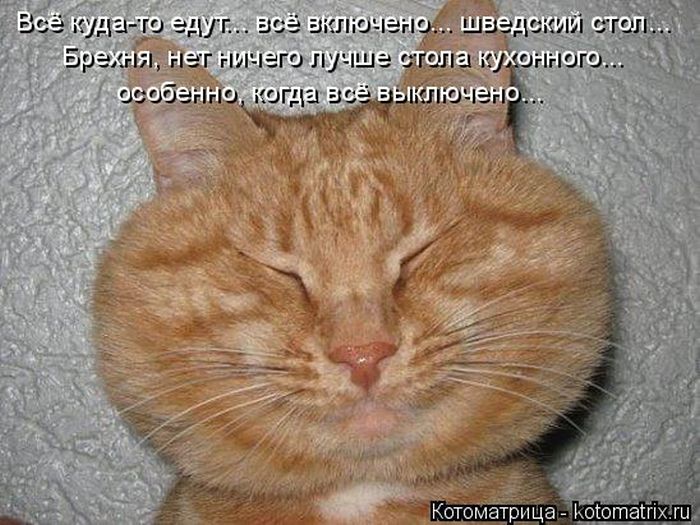 Лучшие котоматрицы недели