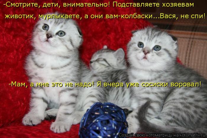 Лучшие котоматрицы недели