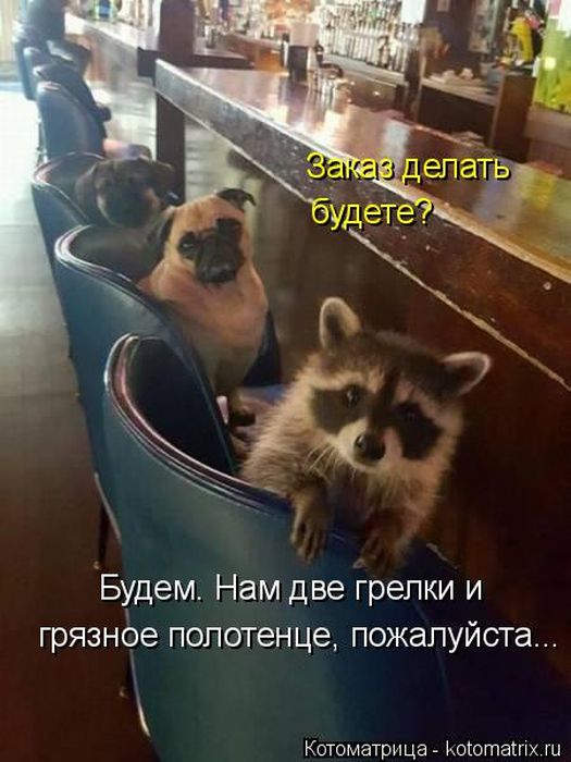 Лучшие котоматрицы недели