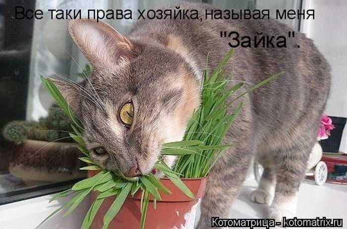 Лучшие котоматрицы недели