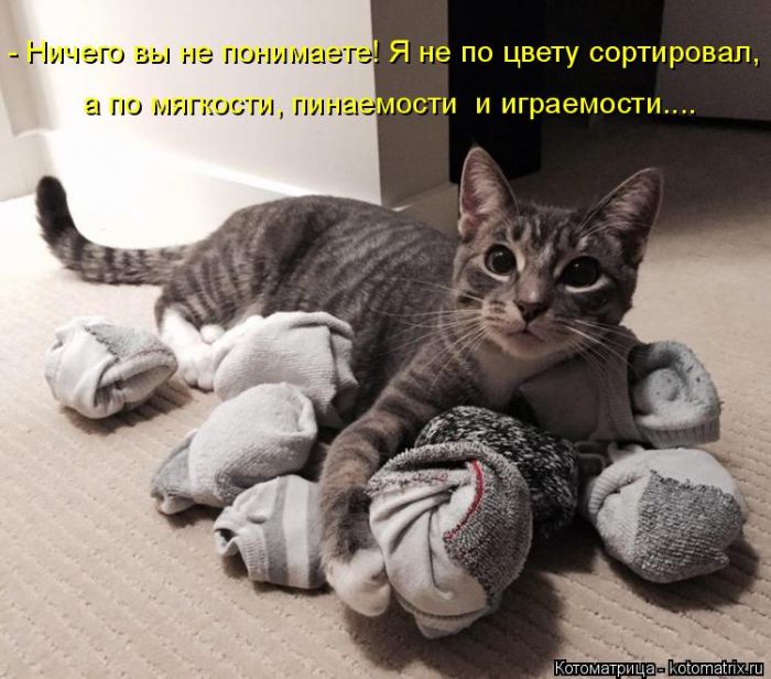 Лучшие котоматрицы недели