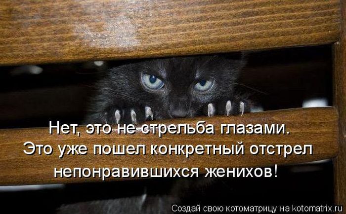 Лучшие котоматрицы недели