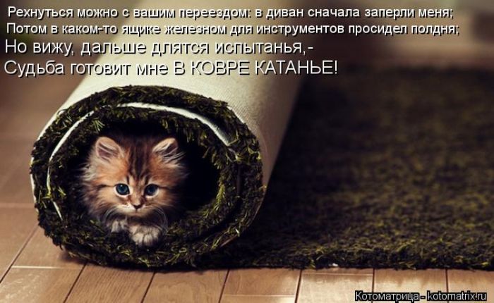 Лучшие котоматрицы недели
