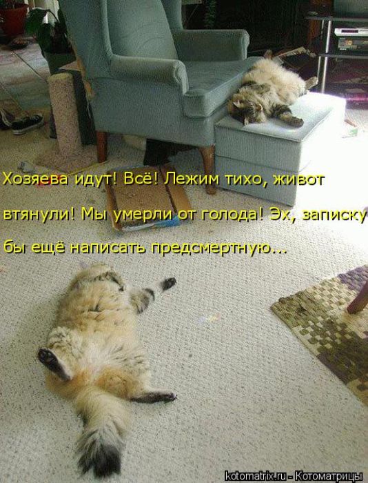 Лучшие котоматрицы недели