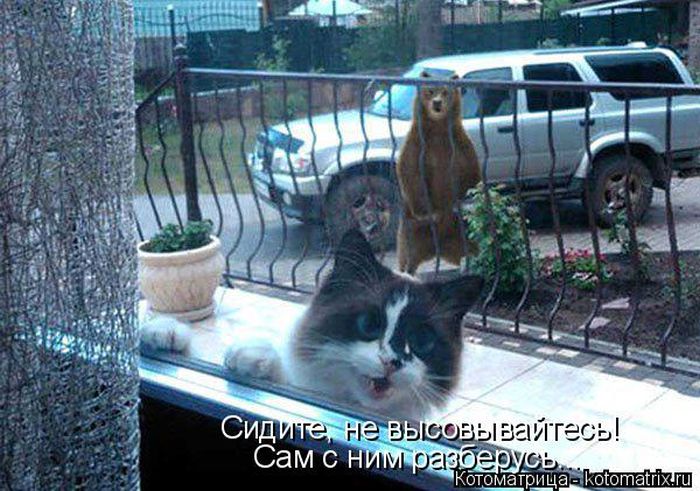 Лучшие котоматрицы недели