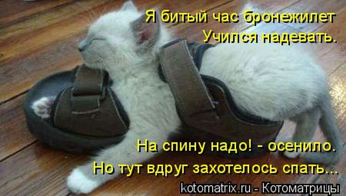 Лучшие котоматрицы недели