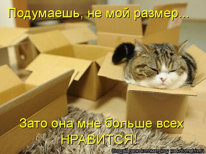 Лучшие котоматрицы недели