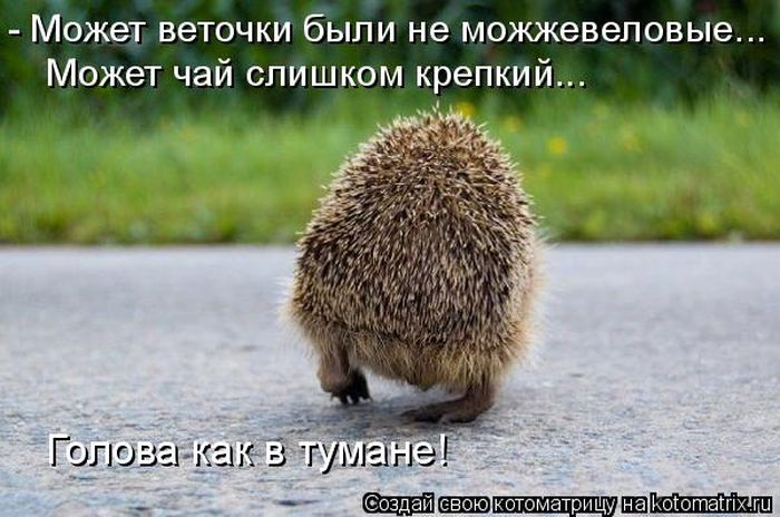 Лучшие котоматрицы недели