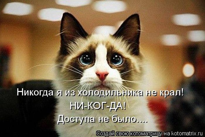 Лучшие котоматрицы недели