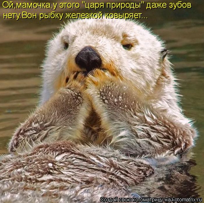 Лучшие котоматрицы недели