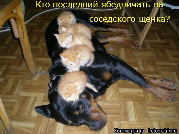 Лучшие котоматрицы недели