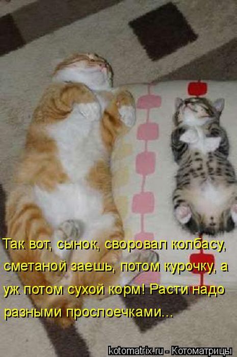 Лучшие котоматрицы недели
